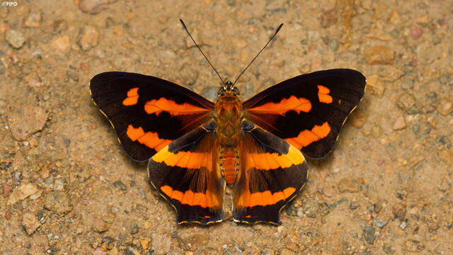 Symbrenthia hypselis cotanda