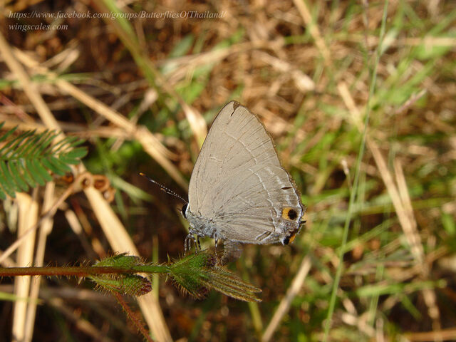 Rapala iarbus iarbus