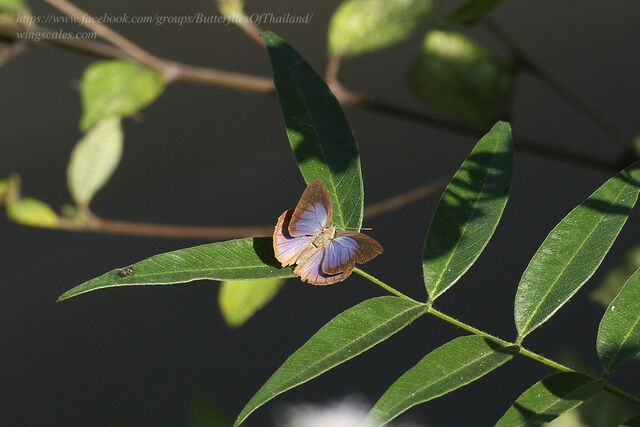 Arhopala fulla ignara