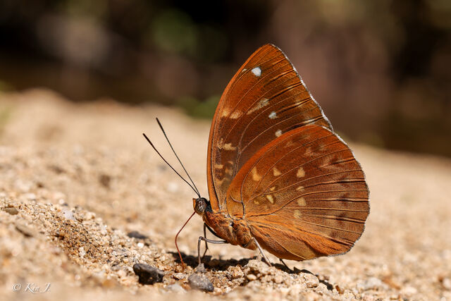 Lexias dirtea agosthena