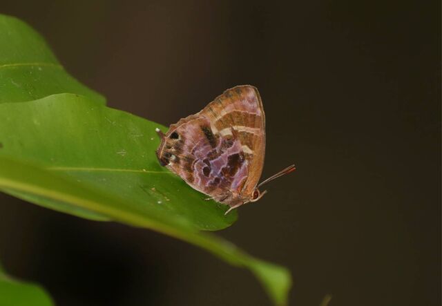 Flos fulgida fulgida