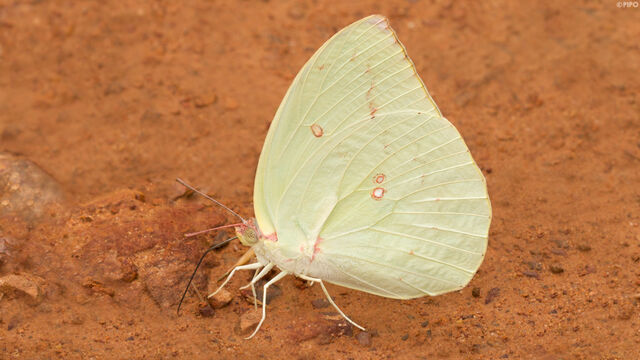 Catopsilia pomona pomona