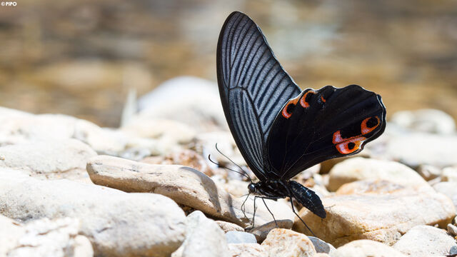 Papilio protenor protenor