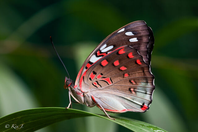 Euthalia lubentina lubentina