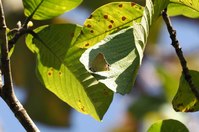 Jacoona anasuja nigerrima