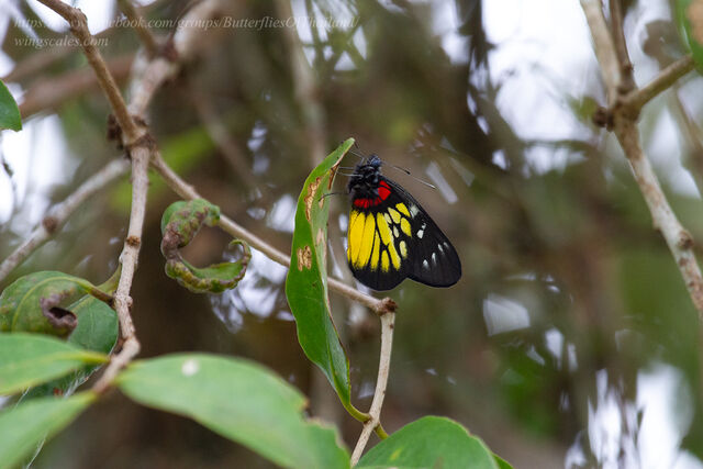 Delias pasithoe pasithoe