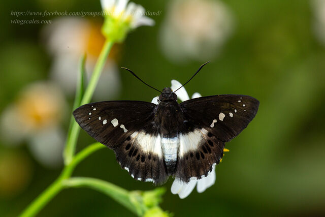 Seseria sambara indosinica