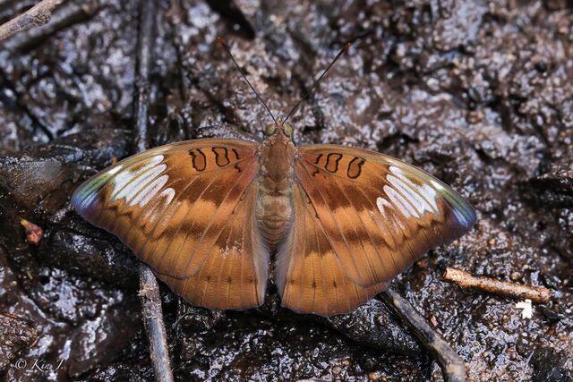 Euthalia alpheda verena