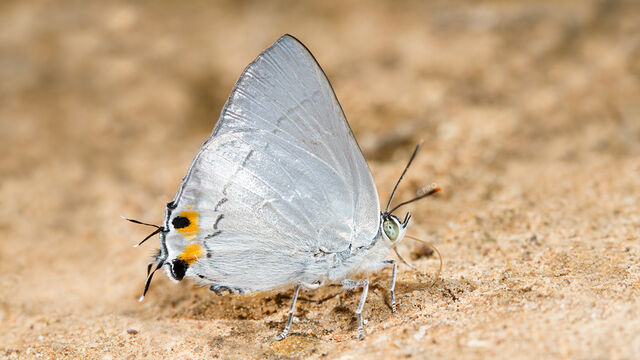 Ancema blanka minturna