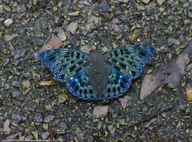 Dichorragia nesimachus machates