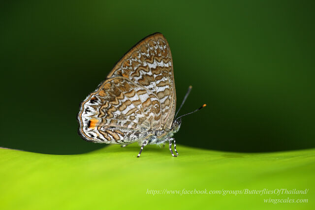 Poritia erycinoides phraatica