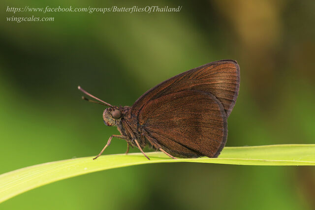 Tamela nigrita maura