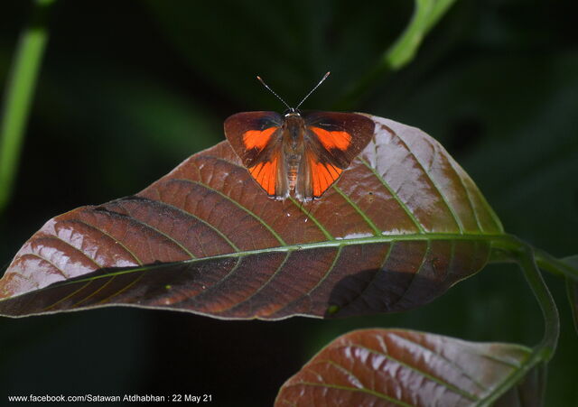 Rapala dieneces dieneces