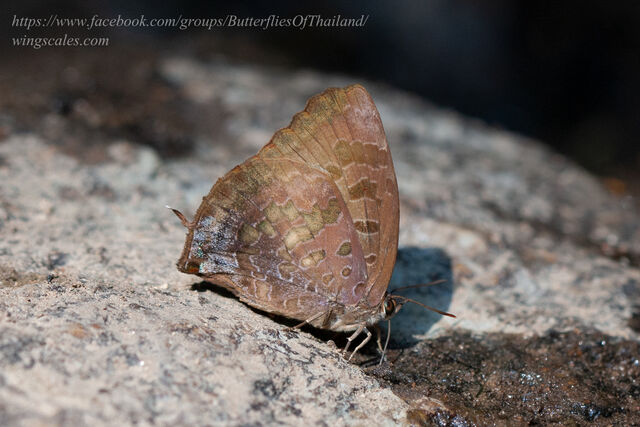 Arhopala bazalus teesta