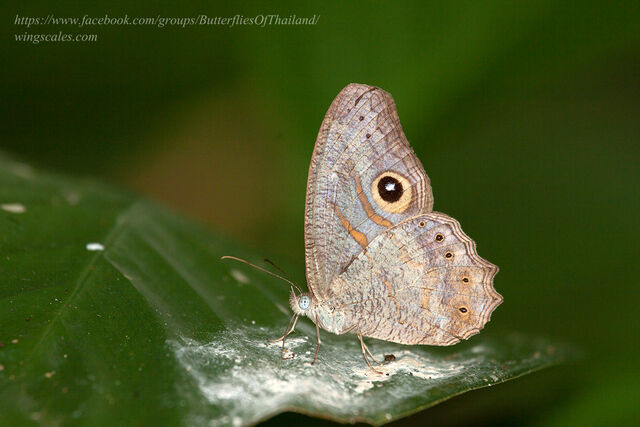 Erites medura rotundata
