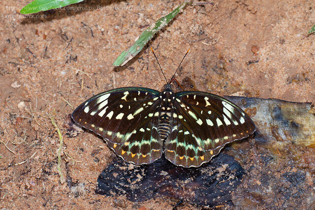 Lexias pardalis jadeitina