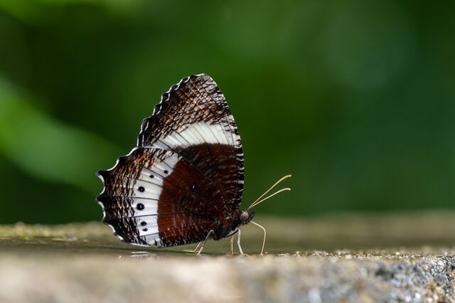 Elymnias dara daedalion