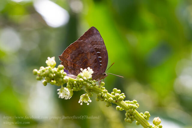 Arhopala centaurus nakula