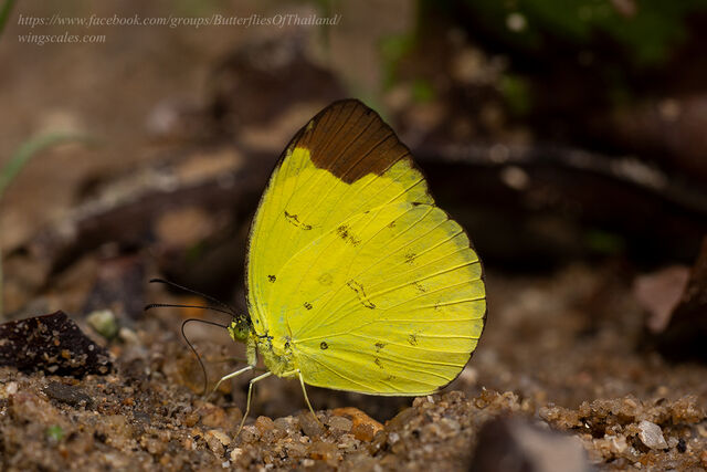 Eurema sari sodalis