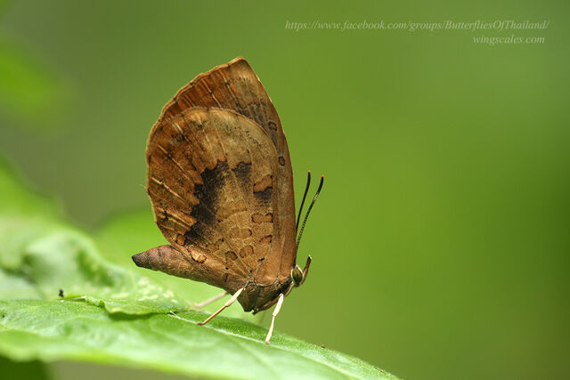 Miletus croton corus