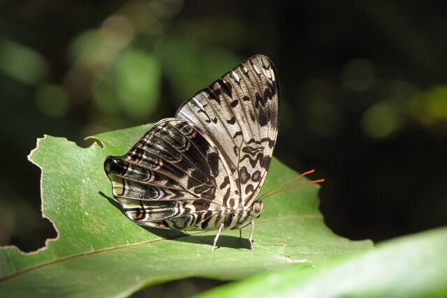 Prothoe franck vilma