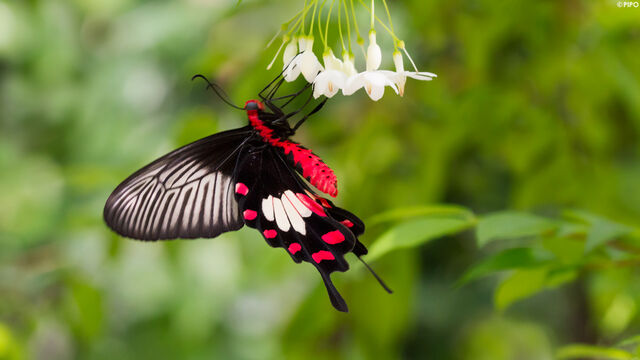 Pachliopta aristolochiae goniopeltis