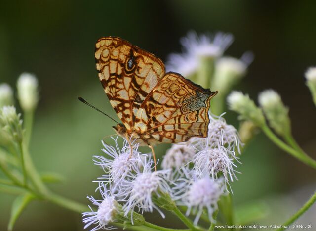 Symbrenthia hypatia chersonesia