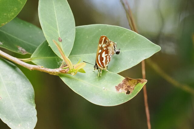 Iraota timoleon timoleon