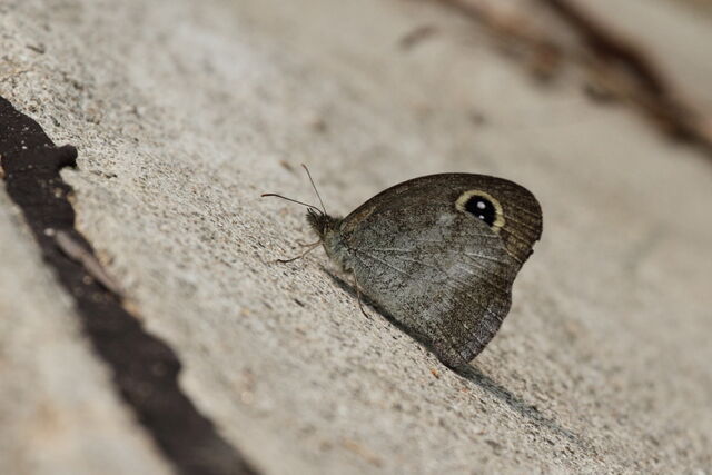Hemadara narasingha dohertyi