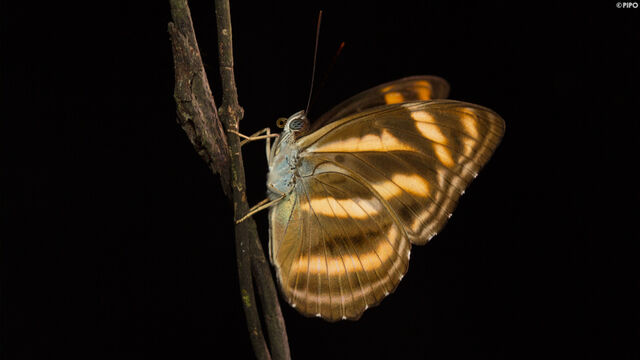 Athyma nefte subrata
