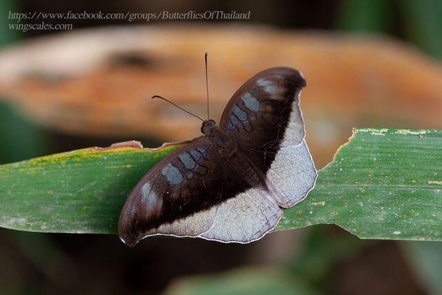 Cynitia cocytus cocytus