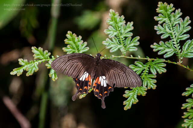 Papilio polytes romulus