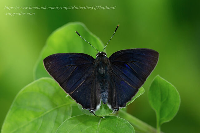 Rapala manea schistacea