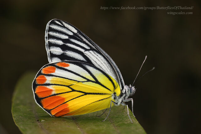 Delias hyparete indica