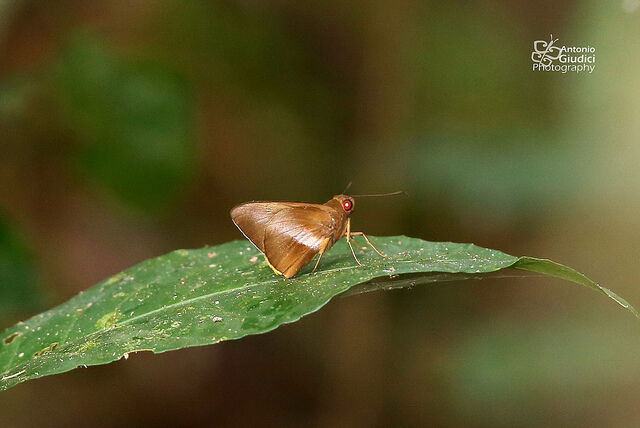 Gangara lebadea lebadea