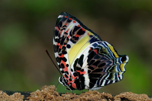 Agatasa calydonia belisama
