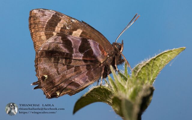 Flos fulgida fulgida