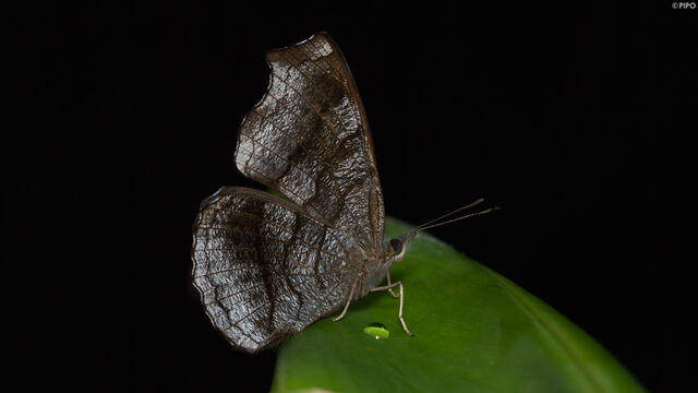 Laringa castelnaui castelnaui