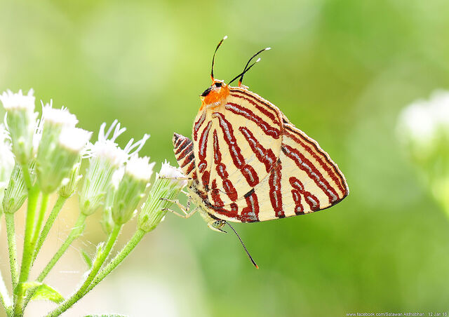 Spindasis lohita senama