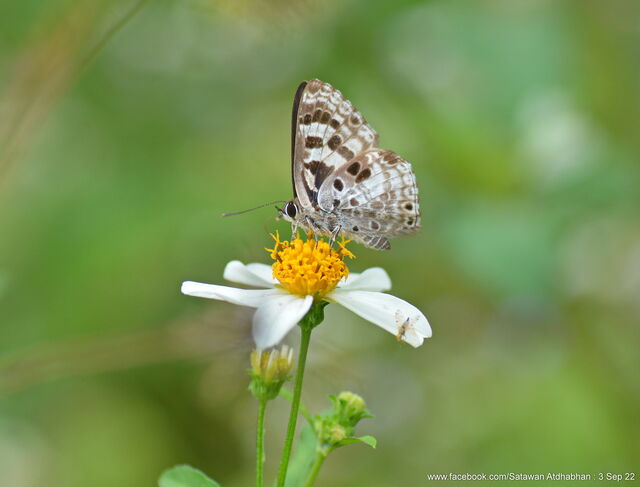 Niphanda tessellata tessellata