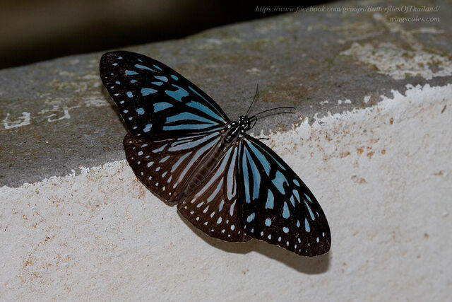 Ideopsis vulgaris contigua
