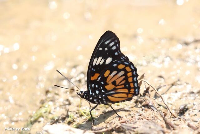 Sephisa chandra chandra