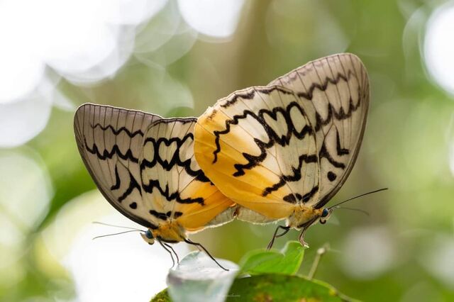 Melanocyma faunula faunula