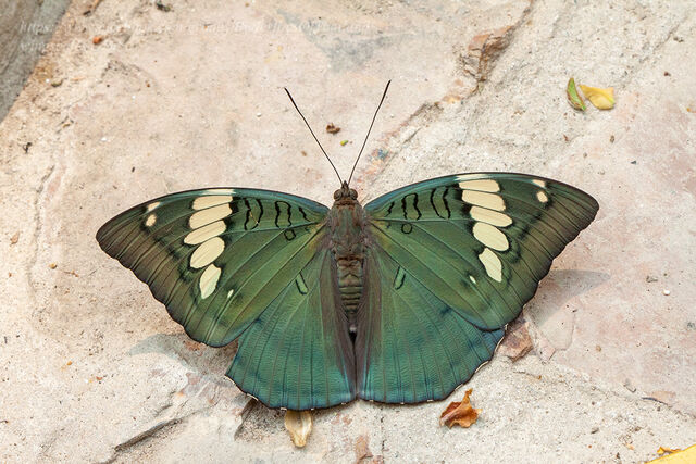 Euthalia patala taooana