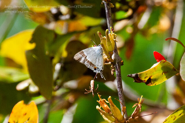 Rachana jalindra burbona