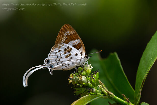 Bindahara phocides phocides