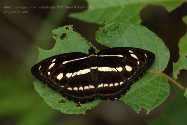 Athyma pravara indosinica
