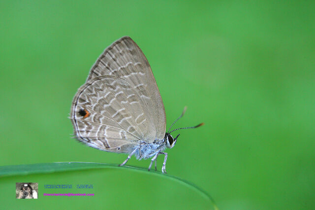 Anthene emolus emolus