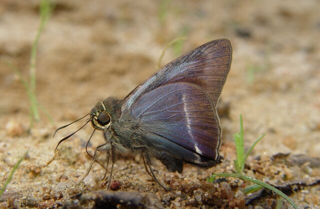 Hasora malayana malayana