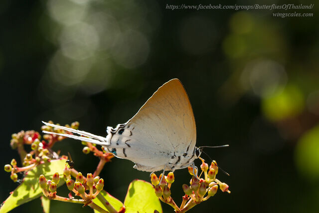 Jacoona anasuja nigerrima